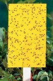 yellow-sticky-traps-fungus-gnats-cannabis