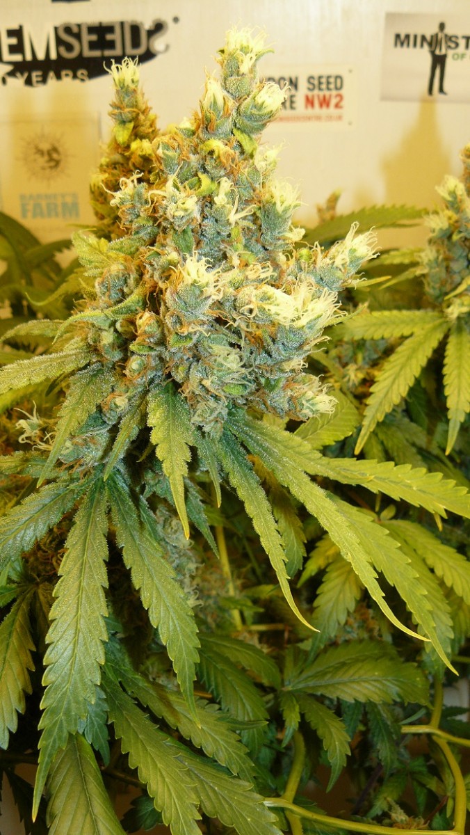 drobes and harvest 20 08 23 009