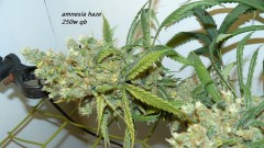 drobes and harvest 20 08 23 011