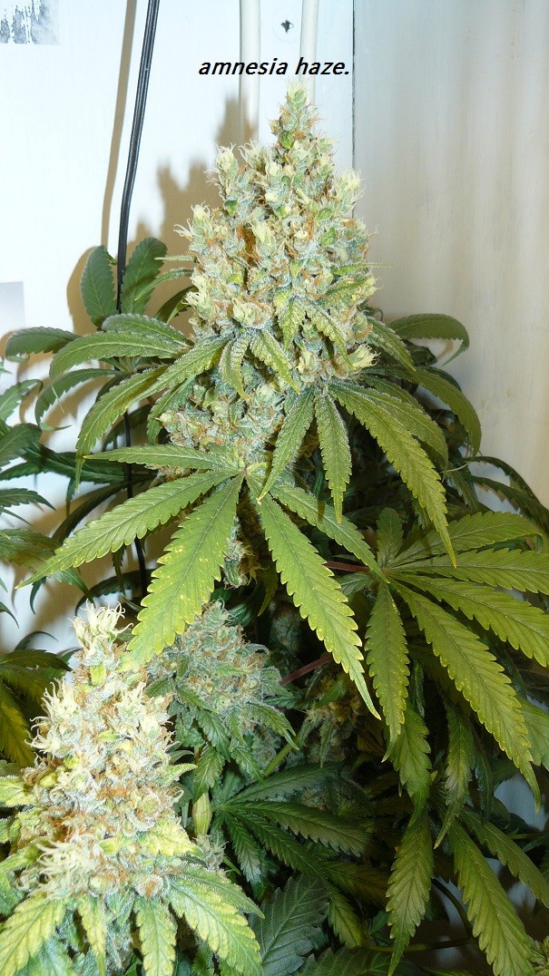 drobes and harvest 20 08 23 012