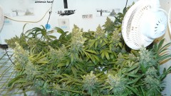 drobes and harvest 20 08 23 016