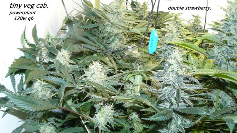 drobes and harvest 20 08 23 018