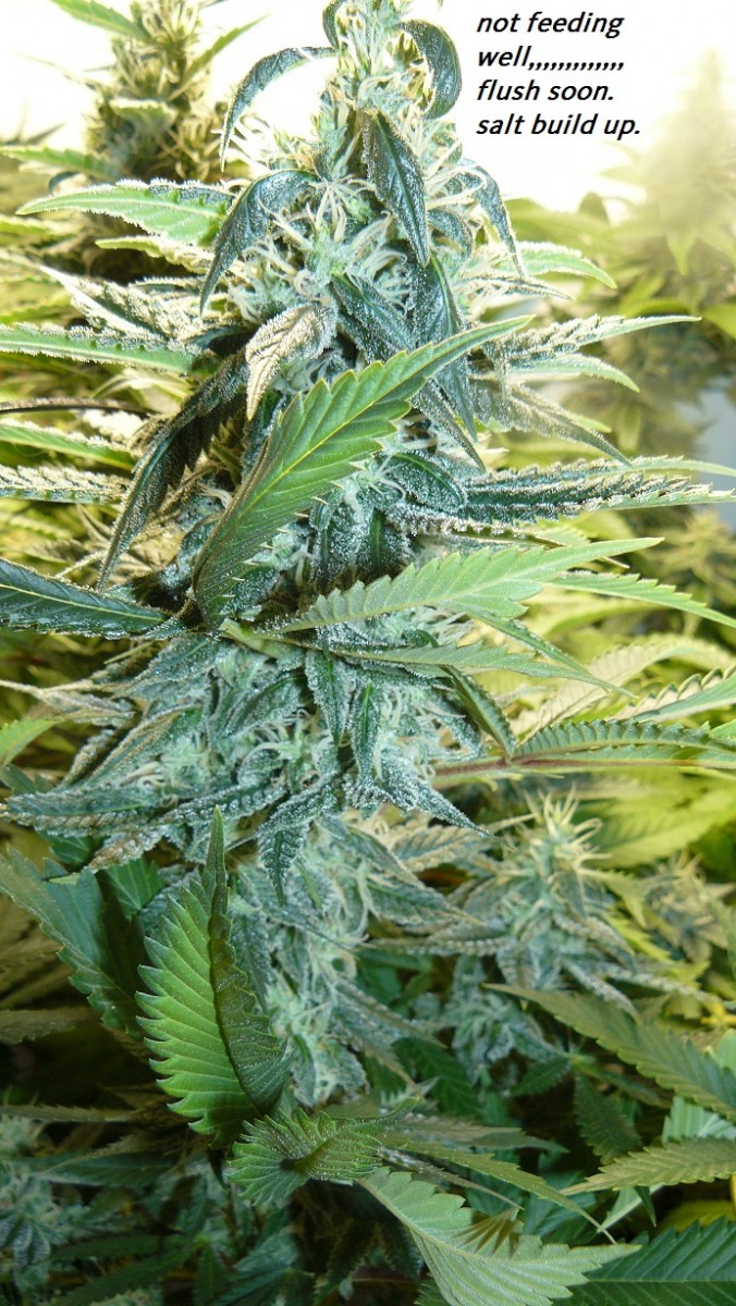 drobes and harvest 20 08 23 020