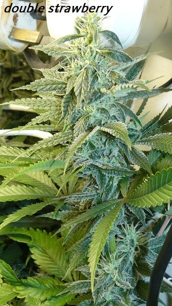 drobes and harvest 20 08 23 023