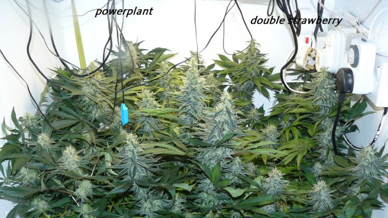 drobes and harvest 20 08 23 025