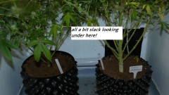 drobes and harvest 20 08 23 026