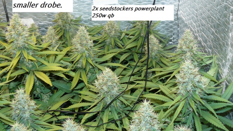 drobes and harvest 20 08 23 028