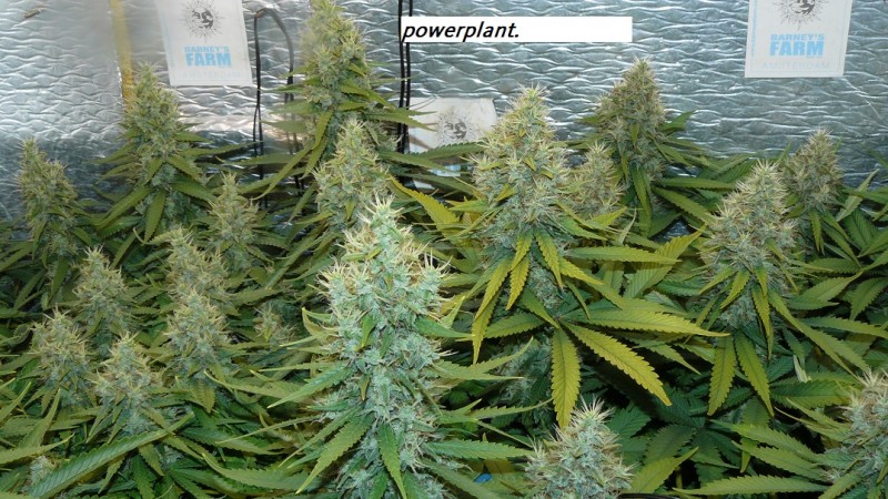 drobes and harvest 20 08 23 029