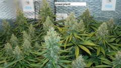 drobes and harvest 20 08 23 029