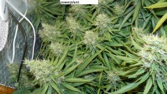 drobes and harvest 20 08 23 031