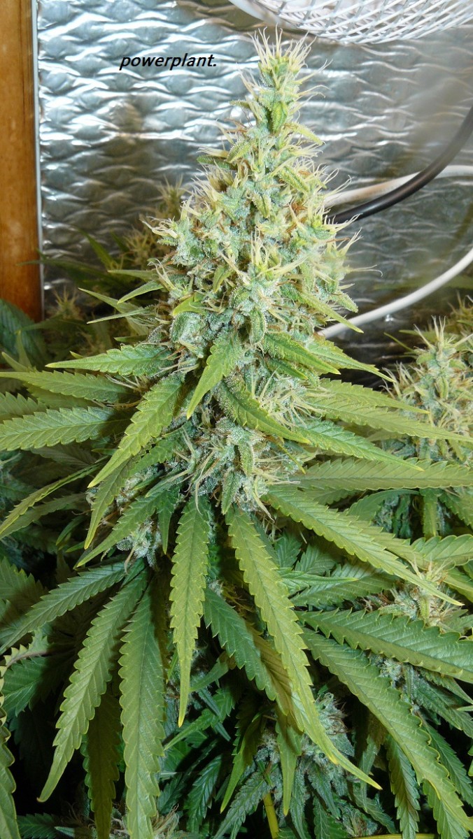 drobes and harvest 20 08 23 032