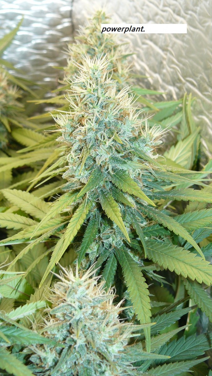 drobes and harvest 20 08 23 038