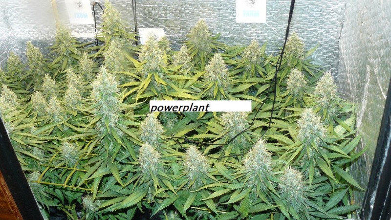 drobes and harvest 20 08 23 039