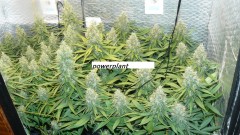 drobes and harvest 20 08 23 039