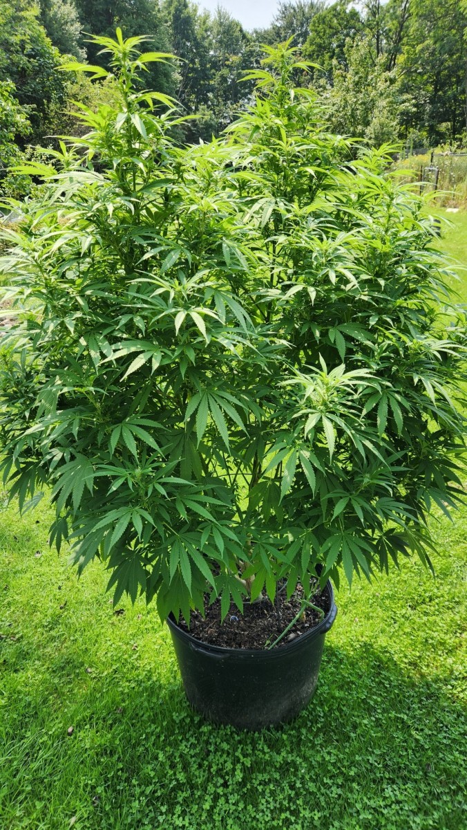 16926408580073536796691575323657