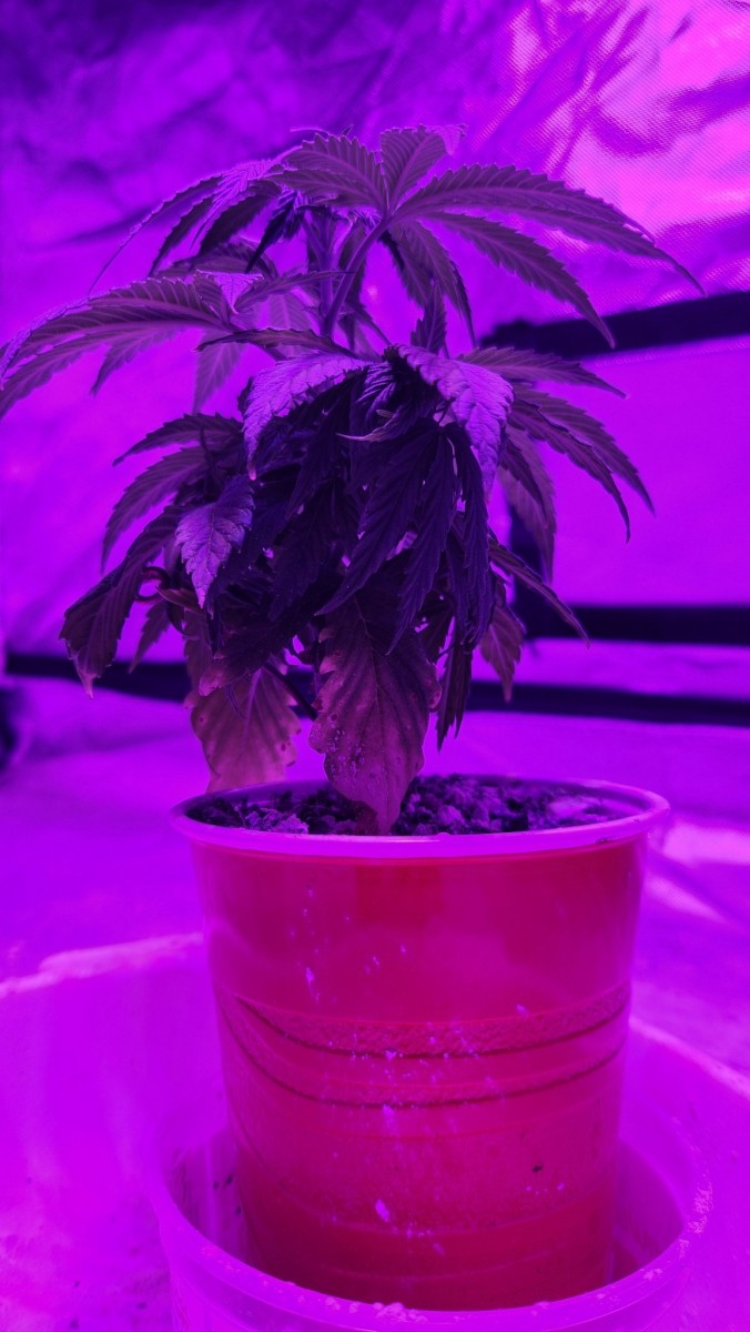 16926671571498008878096071725739