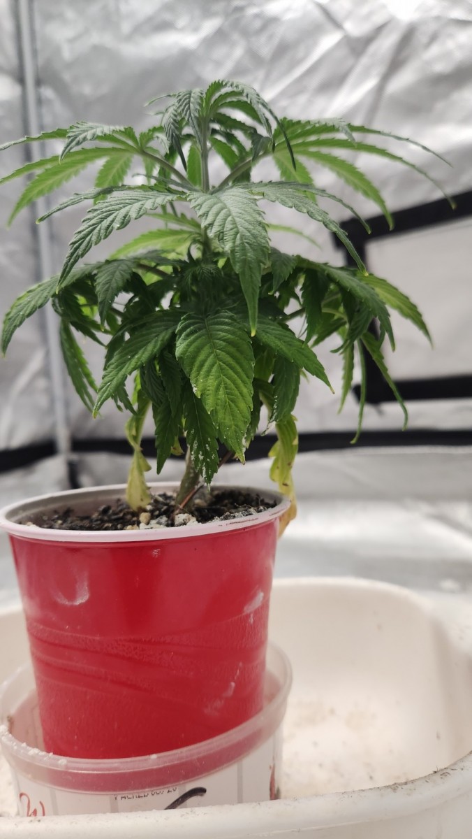 16926674023515149514044280645248