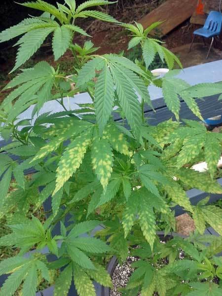 yellow-spots-tmv-or-weird-disease-virus-cannabis-yellow-leaf-spot