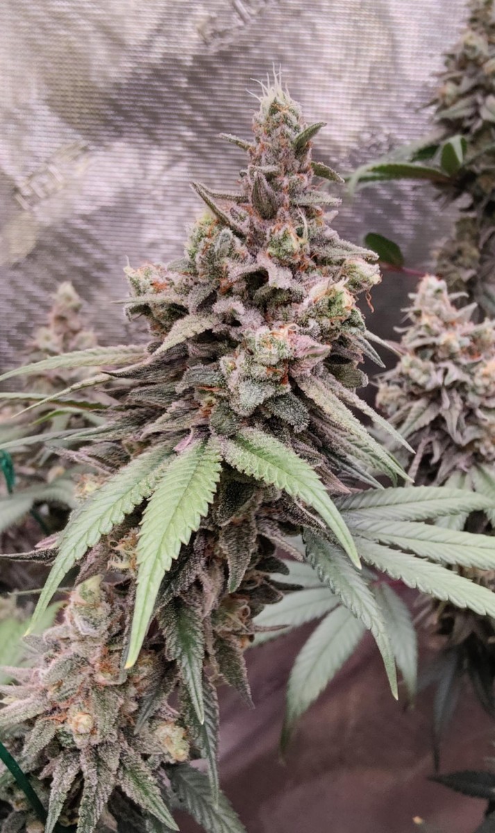 signal-2023-08-22-21-04-44-149