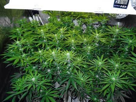 many-colas-canopy-due-to-marijuana-plant-training-cannabis