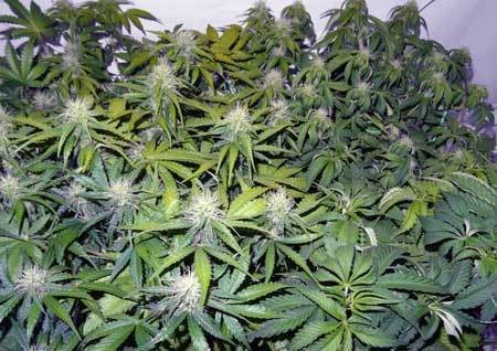 light-burn-top-leaves-yellowing-cannabis