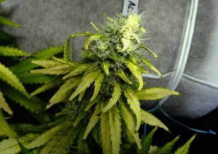 light-bleached-bud-cannabis