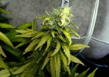 light-bleached-bud-cannabis