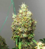 led-burnt-bud-cannabis