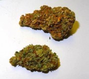 light-burn-bud-top-regular-bud-bottom-cannabis