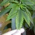 magnesium-deficiency-cannabis