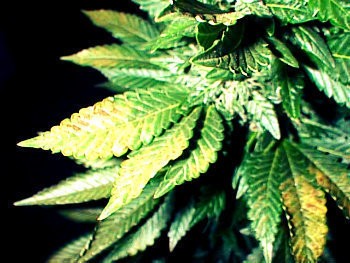 Manganese_Deficiency_in_Marijuana_Plants-cannabis