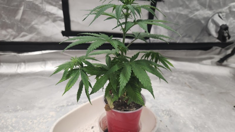 16931611144477277170170431097740