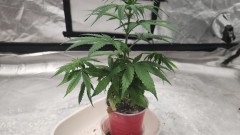 16931611144477277170170431097740