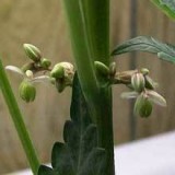 cannabis-plant-male-pollen-sacs-have-opened-up