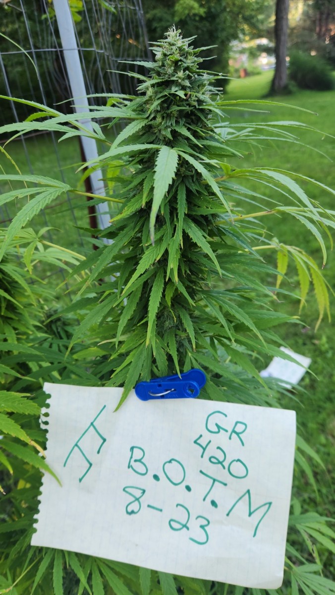 16933488164595187174533405564024