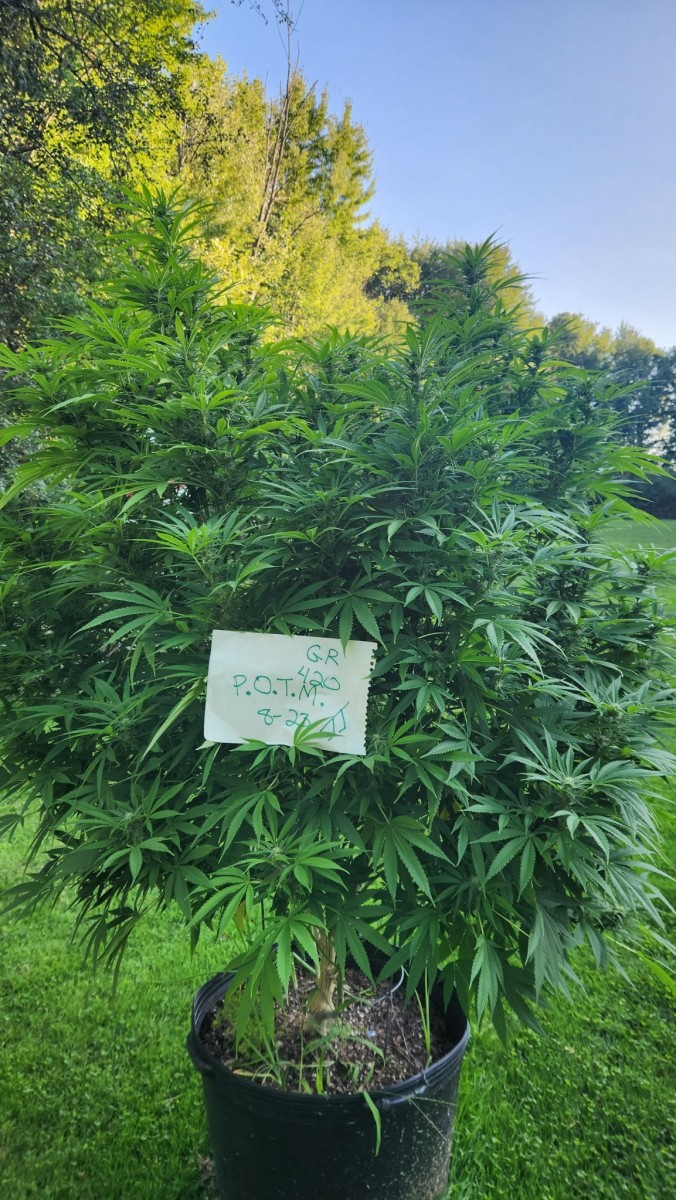 16933490152716578790835984186361