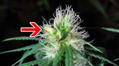 marijuana-hermie-banana-on-bud-with-pistils-cannabis