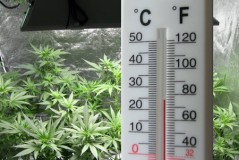 temperature-monitor-grow-room-cannabis