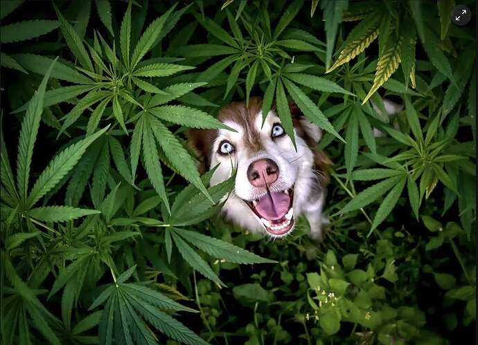 5d5dff5b89ecb52bd485164d599b5e010dc1ae3c_2_690x499