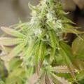 molybdenum-deficiency-cannabis