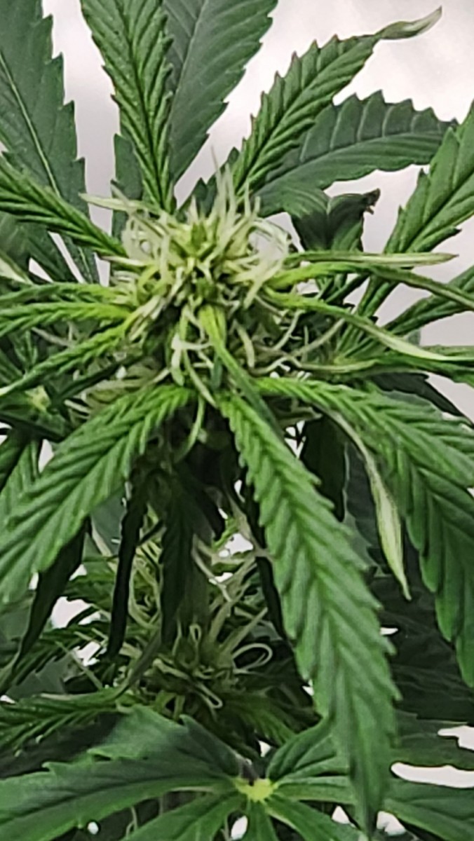 16935981612823147150642703715639