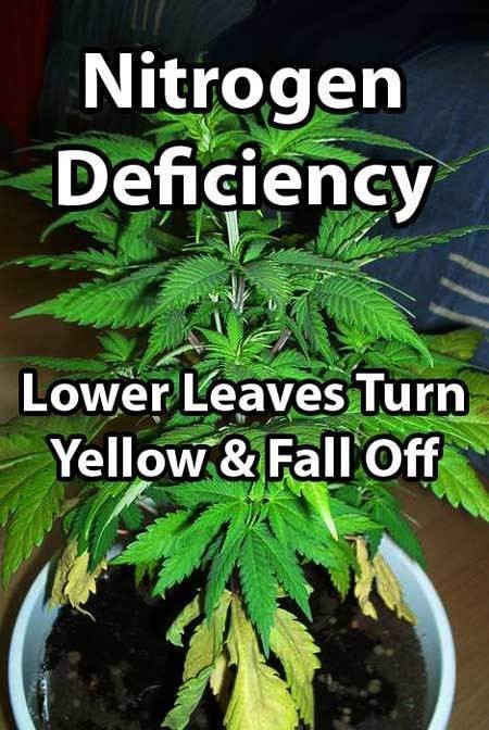 example-yellow-leaves-nitrogen-deficiency-marijuana-cannabis