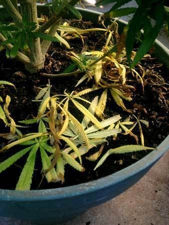 nitrogen-deficiency-yellow-leaves-piled-cannabis