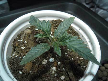 dry-soil-nitrogen-toxicity-cannabis