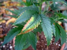 potassium-deficiency-weed-yellow-brown-edges-cannabis