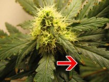 nutrient-burnt-tips-cannabis