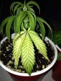 unhappy-seedling-overwatered-solo-cup-rootbound-cannabis