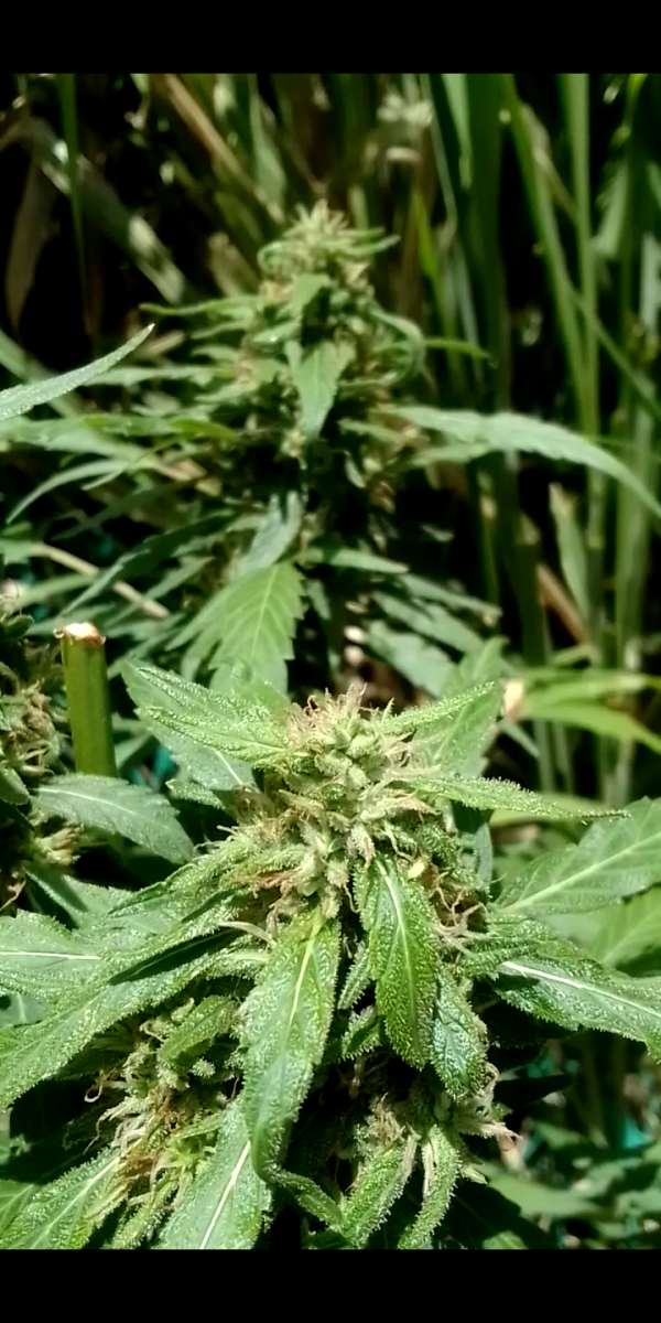 Screenshot_20230910-114434