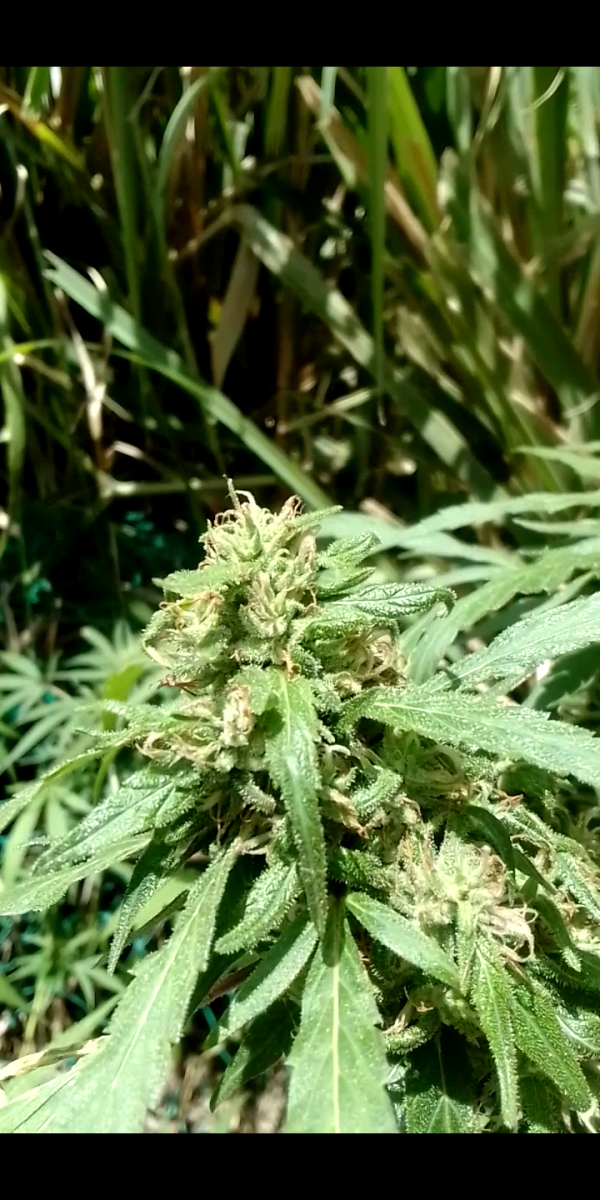 Screenshot_20230910-114312