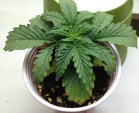 overwatering2-cannabis